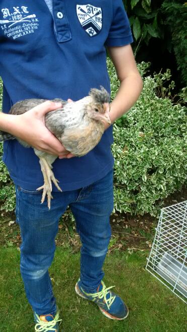 Taming crested cream legbar