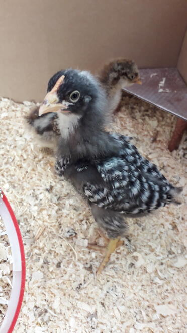 Isn't this a sweet little chick!