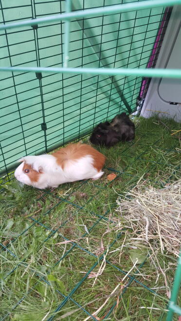 Guinea pigs are such jolly pets!