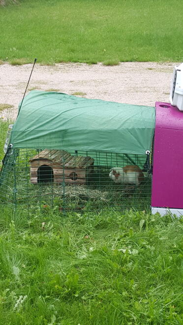 What a happy home for this Guinea Pig!