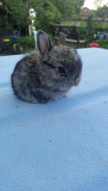 AGouti vm mini lop 