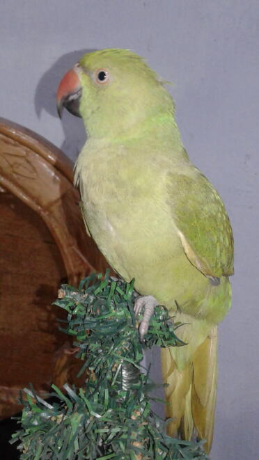 How about a parrot at the top of your Christmas tree!