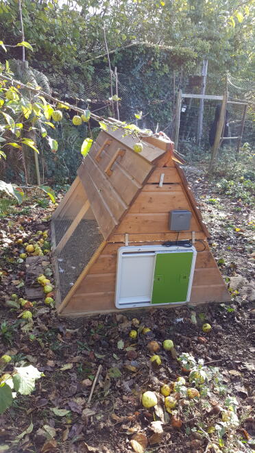 The autodoor looks great on this coop!