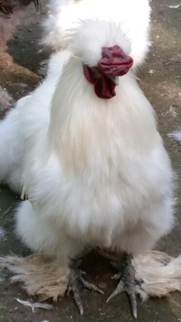 What a fluffy chicken!