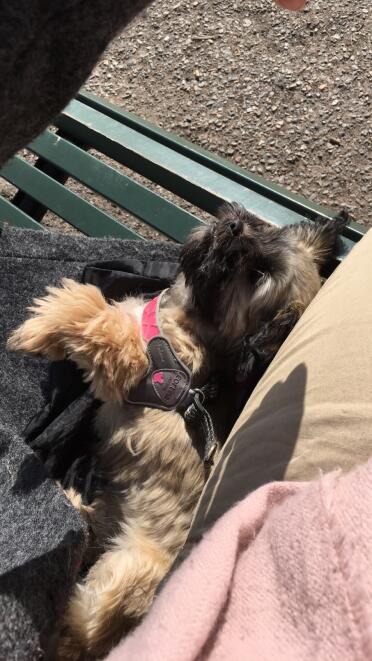 Shih Tzu laying down