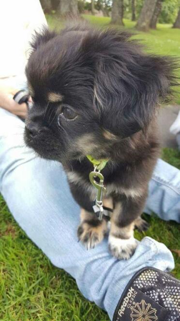 What a sweet Spaniel pup!