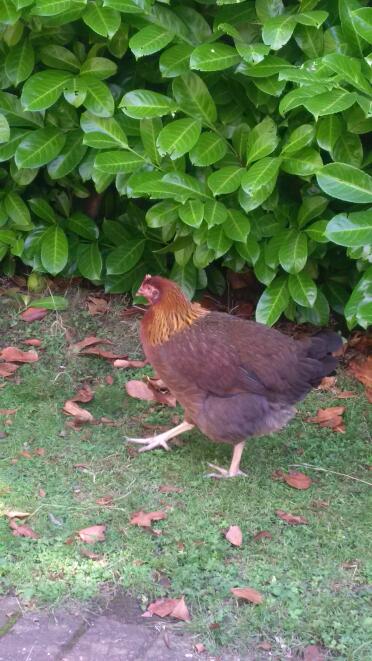 Chickens make lovely pets!