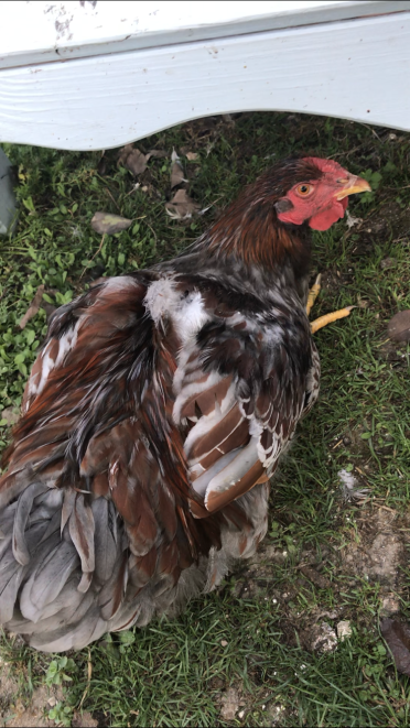 Chicken in garden