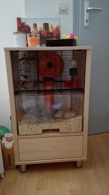 Cage Qute of my gerbils