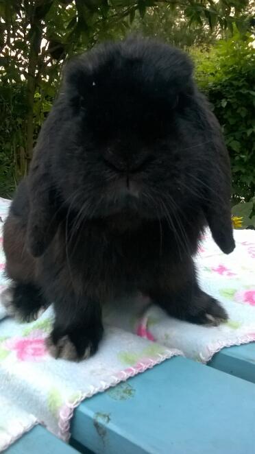 Black mini lop buck ! 