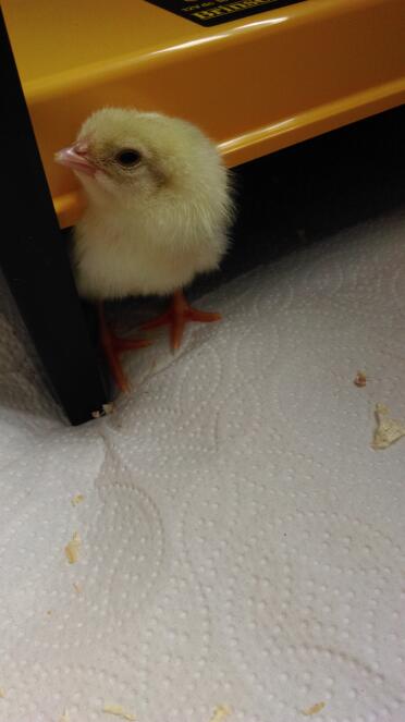 Day old chick