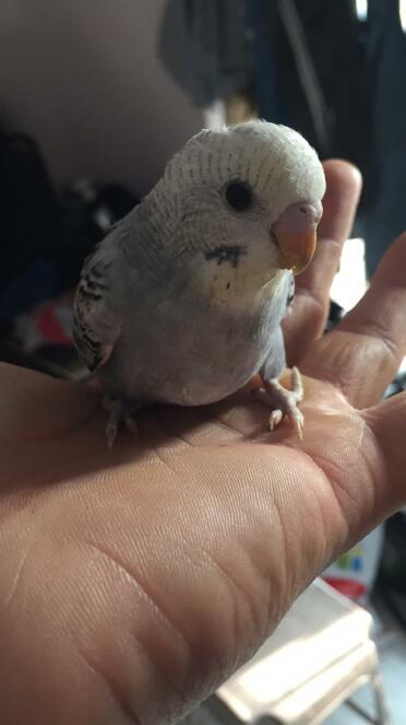 Budgies are such friendly pets!