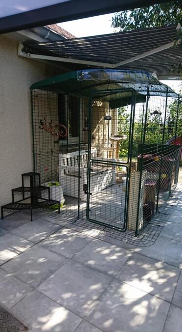 Cats love roaming in a catio!