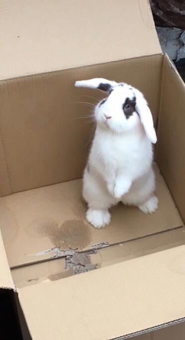 Mini lop bunny rabbits are such sweet pets!