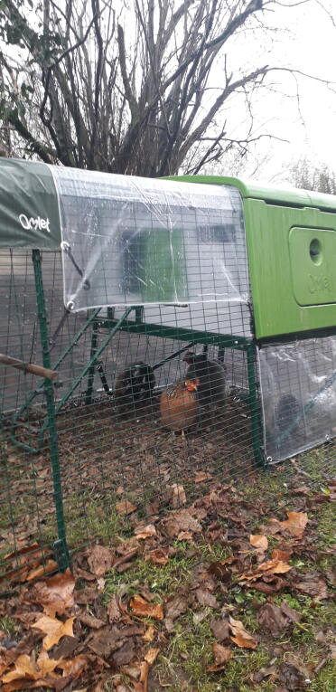 What a lovely home for these chickens!