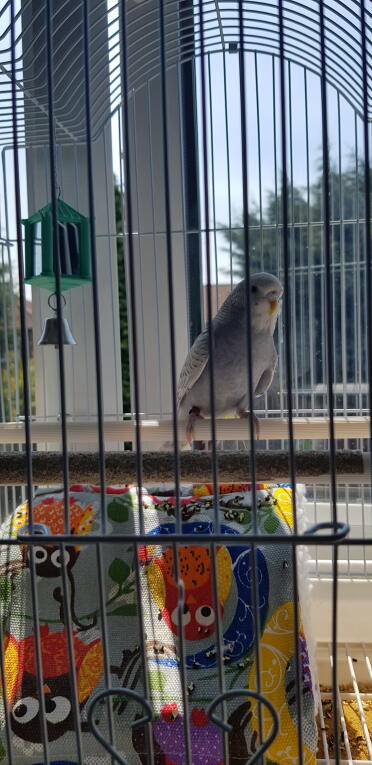 Barry is such a sweet budgie!