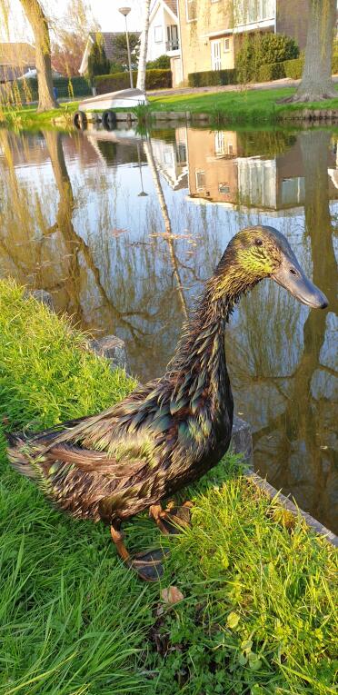 Cayuga Duck next to river