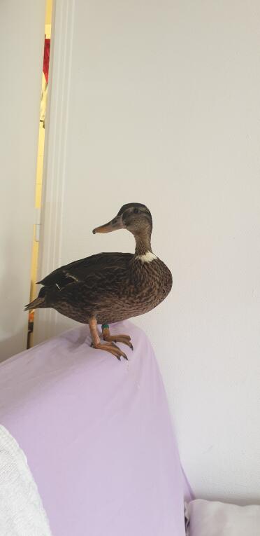 Ducks make such lovely pets!