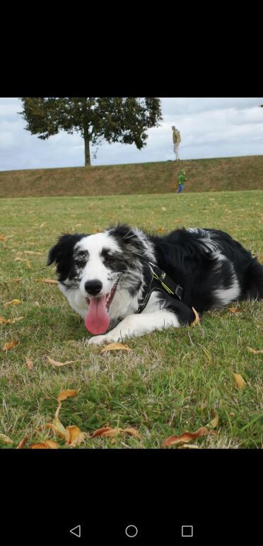 What a happy pup!