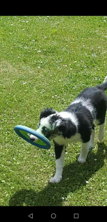 Great day for some fetch!