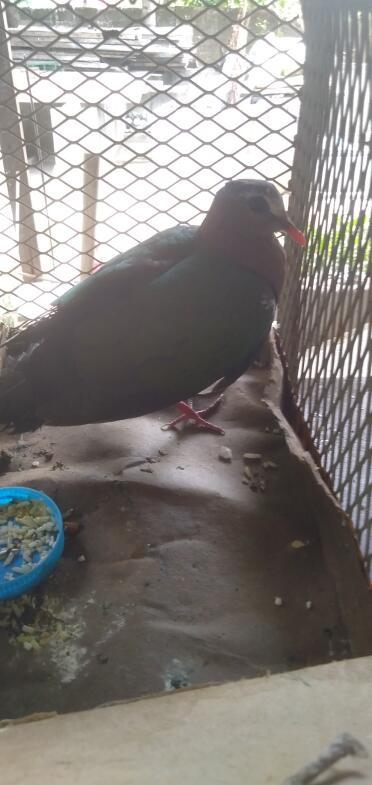 Pigeon in cave