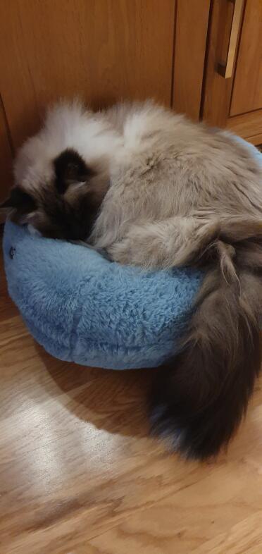 Casper resting on his Donut.
