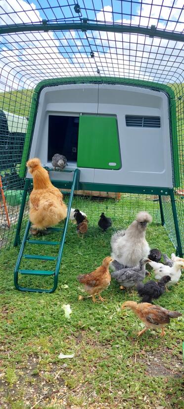 Happy hens in their Cube with 3m run