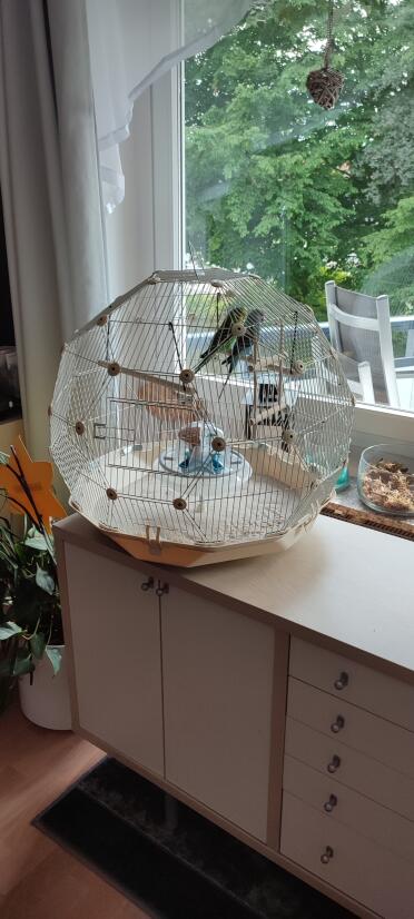 Tweety and Sylvester enjoying the perches of their cage