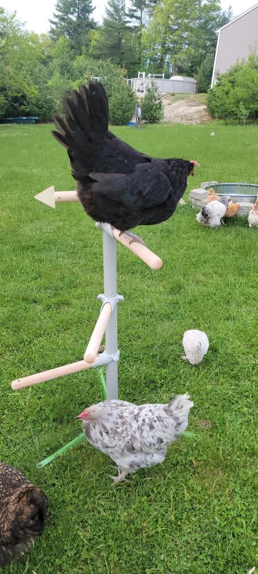 Chicken perching tree is amazing. easy to assemble, great stable attachments to ground provided. treat dish is moveable and secure which provides entertainment for the flock. weathervane moves around and can be played with by the chickens.