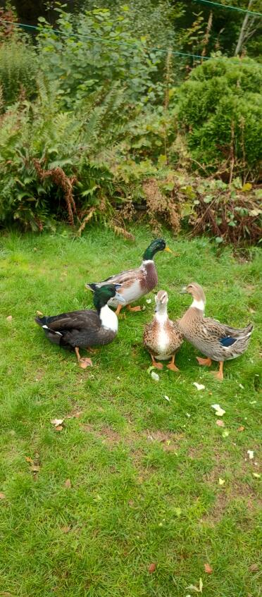My four ducklings