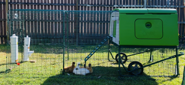 The green eglu cube with wheels and run set up in a garden.