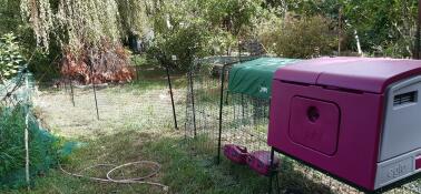 garden with a purple cube large chicken coop with a run with grub feeder attached and cover