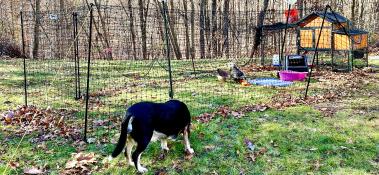 Chicken fencing in a large field, surrounding a chicken coop