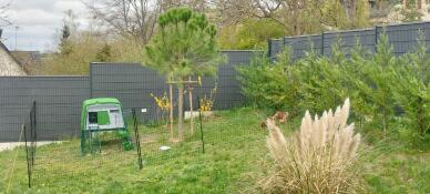 The Eglu Cube chicken coop set up with chicken fencing.