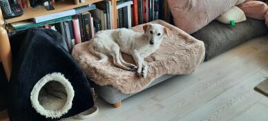A dog lying in the Topology dog bed with beige sheepskin cover.