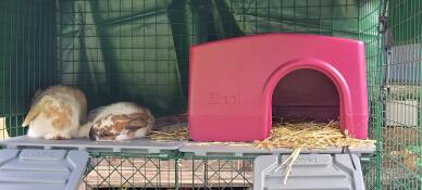 Two rabbits sleeping next to the purple Zippi rabbit shelter.