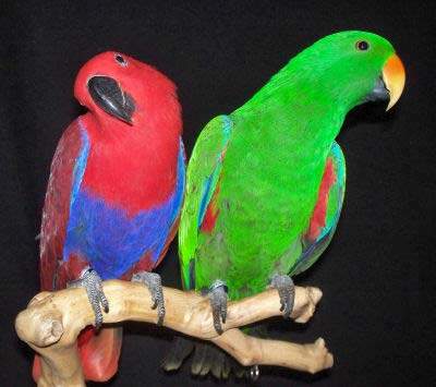 Eclectus Parrot For Sale | Parrots | Breed Information | Omlet