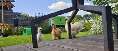 Chickens stood in front of the Eglu Cube chicken coop.