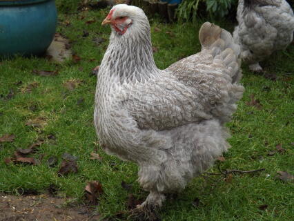 Brahma For Sale | Chickens | Breed Information | Omlet