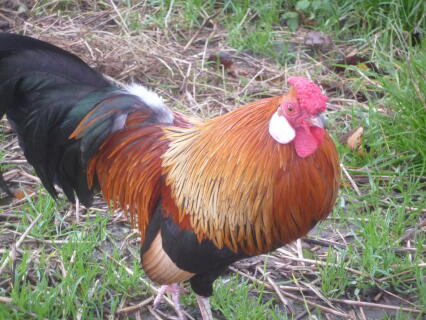 Rosecomb Bantam For Sale | Chickens | Breed Information | Omlet