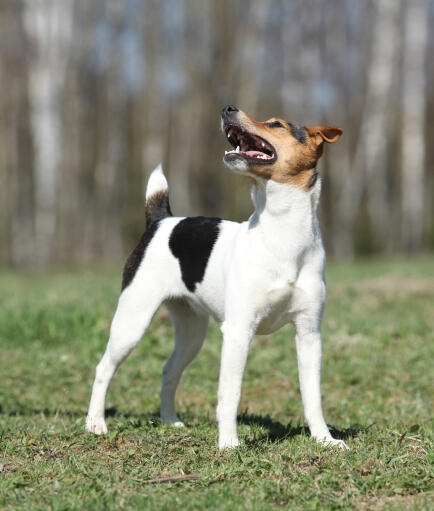 Parson Russell Terrier Dogs | Dog Breeds
