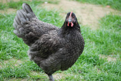 Marans For Sale | Chickens | Breed Information | Omlet