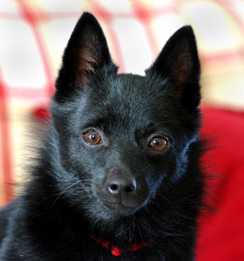 Schipperke sales papillon mix