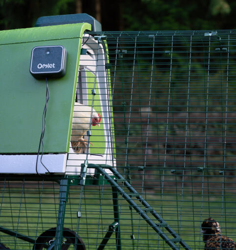 side view of a white chicken coming out of the eglu go up chicken coop using the automatic door opener