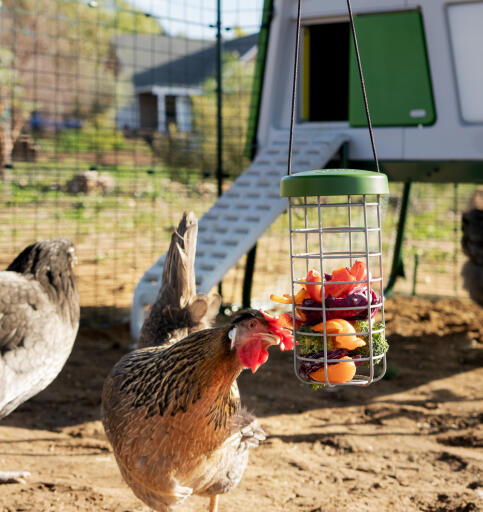 Chicken caddi treat holder