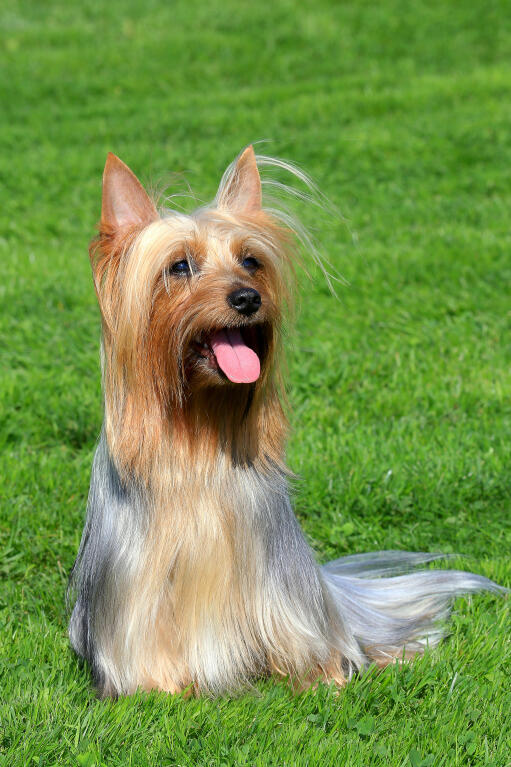 how much should you feed a silky terrier