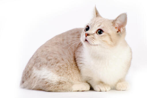 Munchkin Cats | Cat Breeds