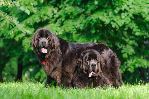 Newfoundland dog hot sale big dogs