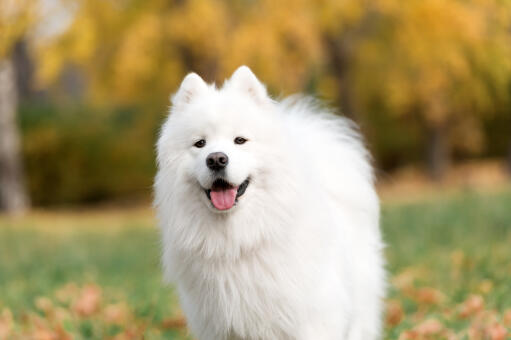 Samoyed terrier cheap