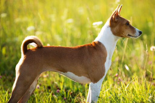 Basenji basset hound sales mix